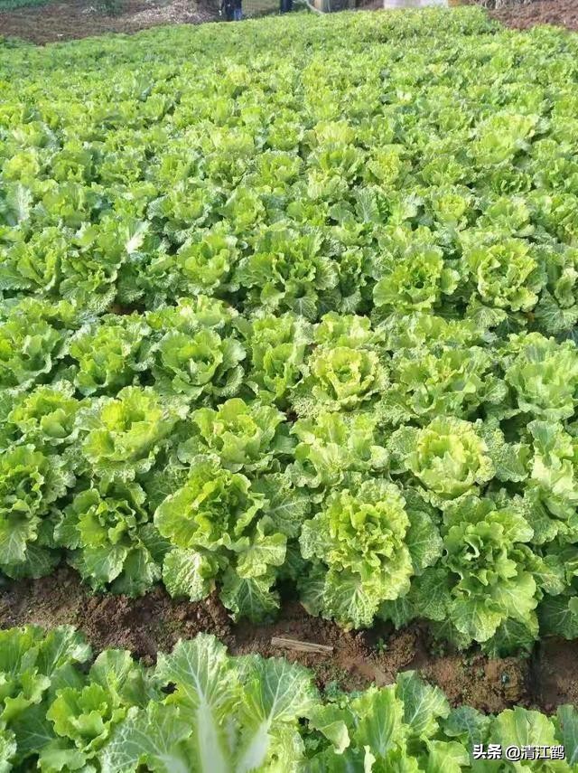 卖菜一斤利润不到一块能赚钱吗,菜农挣不挣钱