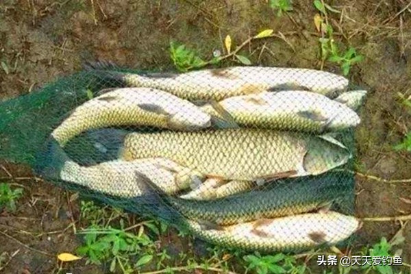 串钩钓草鱼方法与技巧,春夏季用串钩如何钓鲤鱼草鱼