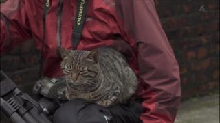 吸猫最高境界图片,吸猫最高境界完整视频