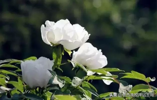 牡丹十大品种九大花系,牡丹进口品种图片及名称