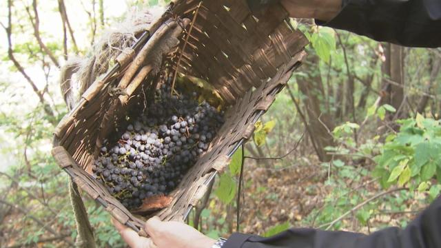 抚松县原始森林,吉林抚松森林