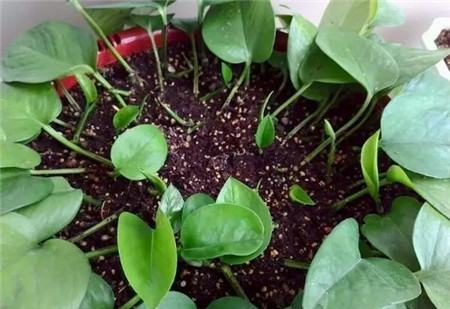 绿萝长得太茂盛应该怎么处理,绿萝越长越慢怎么办