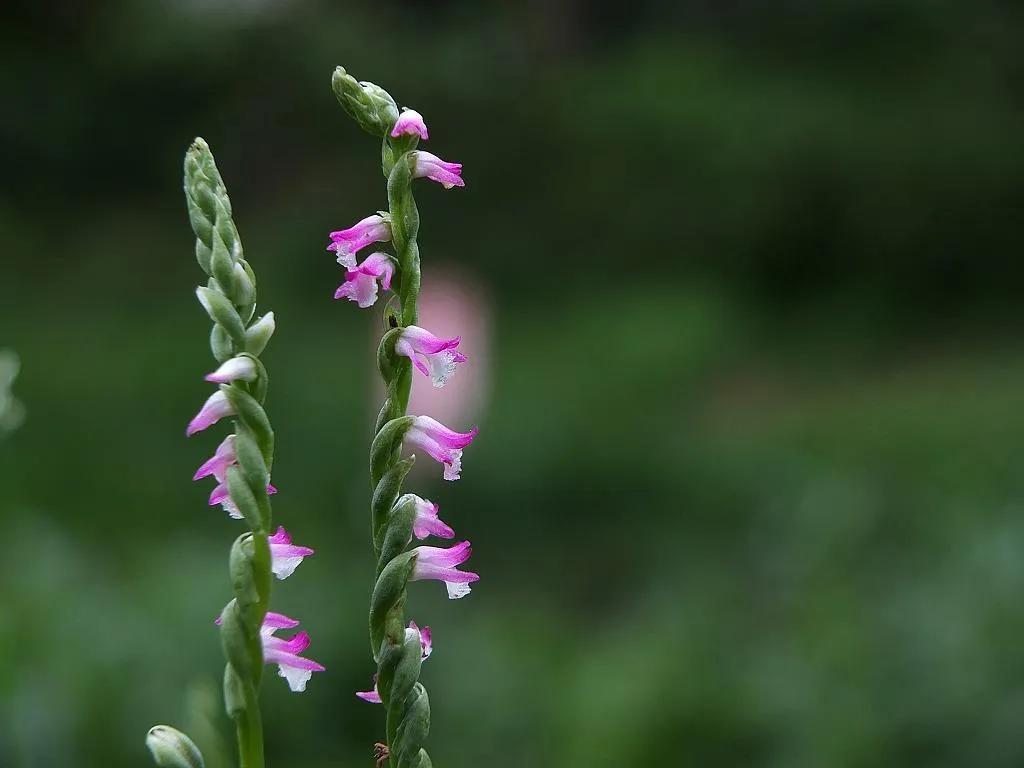 百花齐放的尸魂界，说说《死神》漫画中以“植物”来命名的斩魄刀