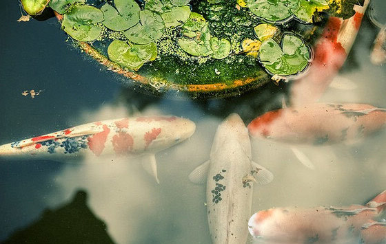 新手入门养锦鲤如何防止生病,新手养锦鲤需要注意什么