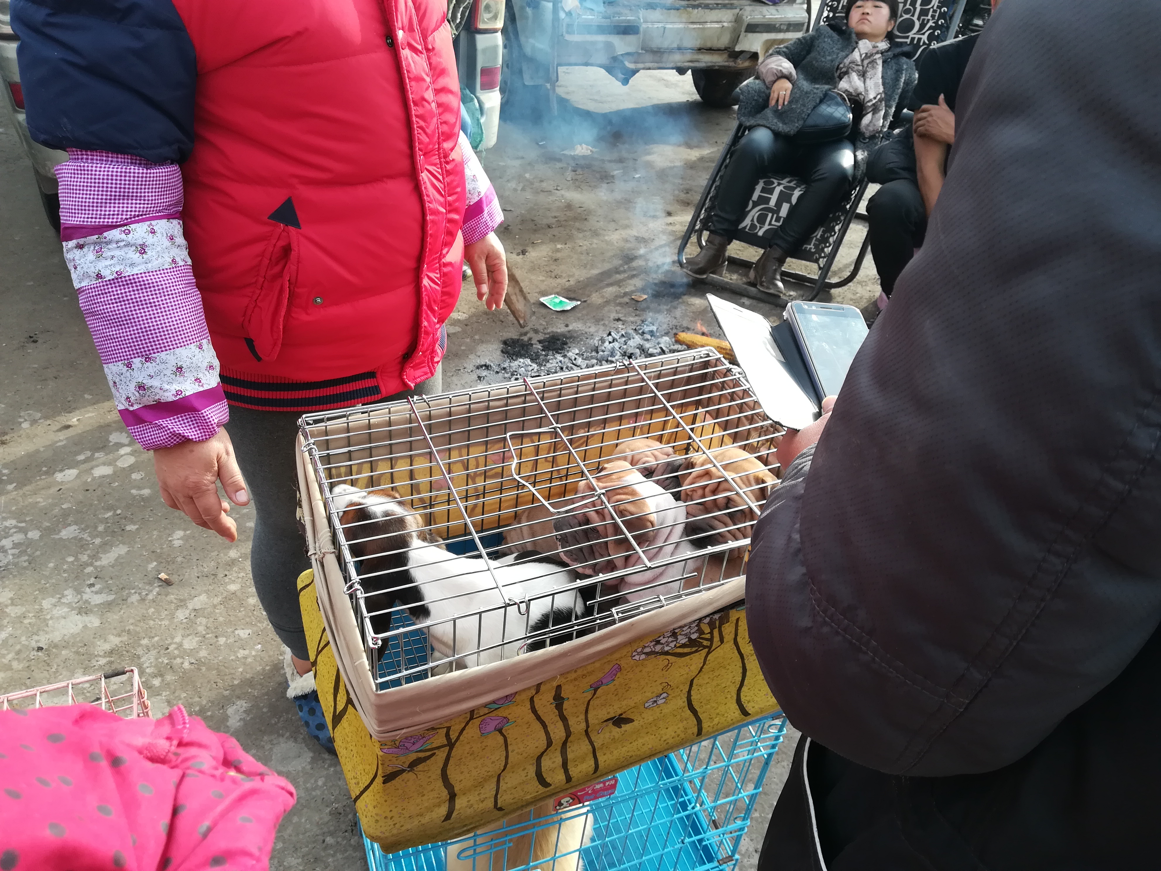 沙皮狗最多卖多少钱,沙皮狗幼犬出售