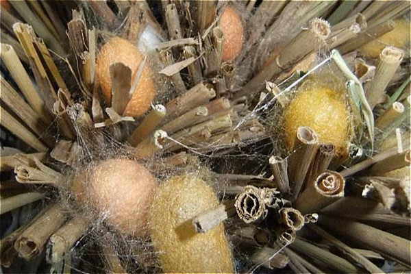 怎么把蚕养好,怎样才能把蚕养好