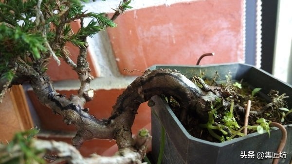 盆景树桩舍利怎么制作,盆景老桩镂空舍利的制作