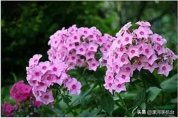 醉美沙堤,3月漯河美景