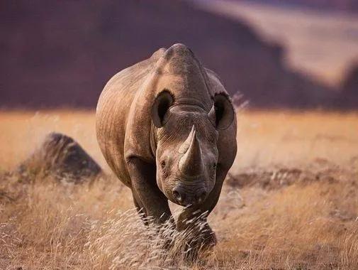 银背大猩猩在自然界的战斗力,地球最强动物银背大猩猩
