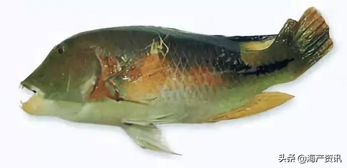 40种常见淡水鱼,45种常见海鱼名称