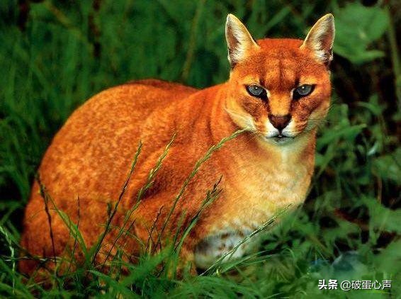 传说中的“土豹子”就是它，也被称为彪，两只牧羊犬都不敢正面刚