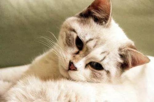 疫情期间，我家猫却发情了，我该怎么办？