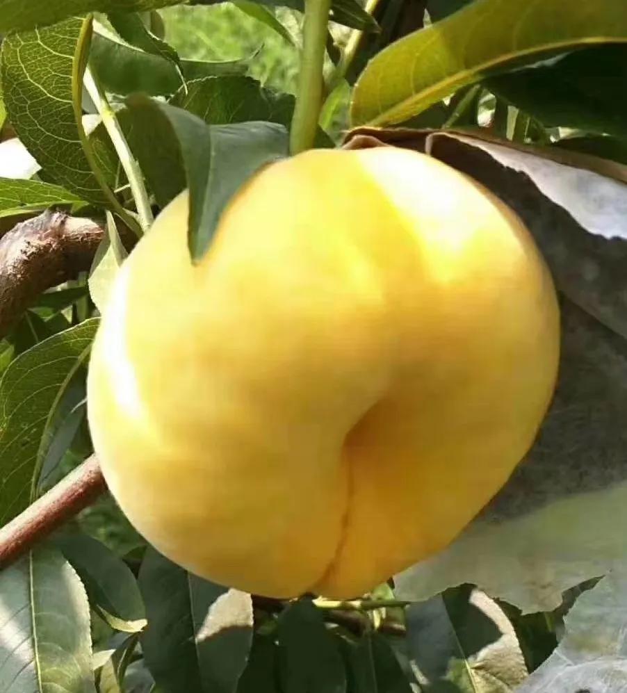 黄金蟠桃便宜,黄金蟠桃口感特别好价格实惠