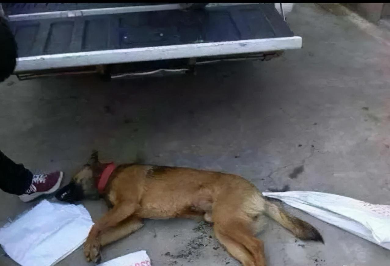 男子40多天毒死7只狗,一对夫妻被投毒