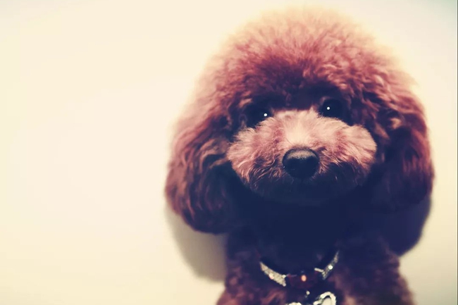 泰迪犬拉的大便特别臭是怎么回事,泰迪犬大便颜色发红怎么回事