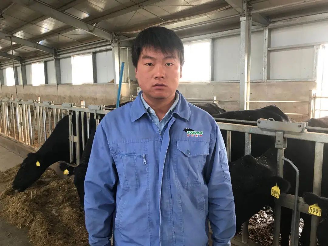 肉牛运输应激综合症最佳治疗方法,育肥羊运输应激处理