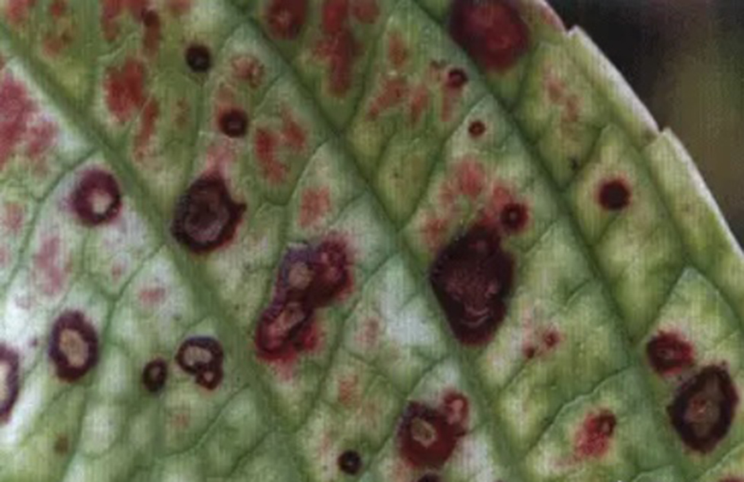 绣球4月中旬如何养护,绣球养护方法和注意事项