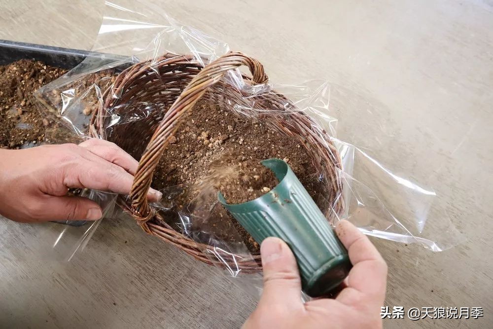 三色堇花卉盆栽,四季开花盆栽三色堇