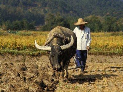 俗话说二脚趾头长不养爹和娘,二拇脚趾头长不养活爹娘是真的吗