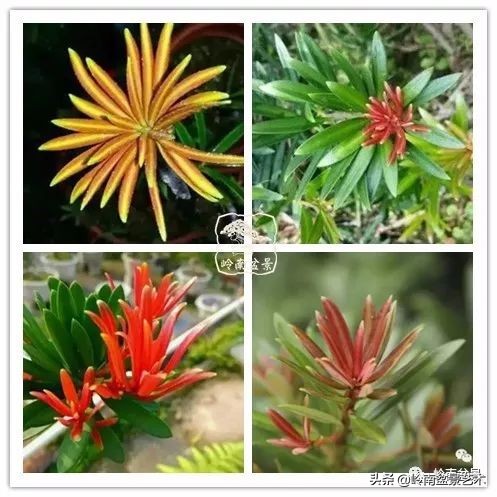 罗汉松盆景开运招财，非其莫属！清风雅韵，当之无愧！