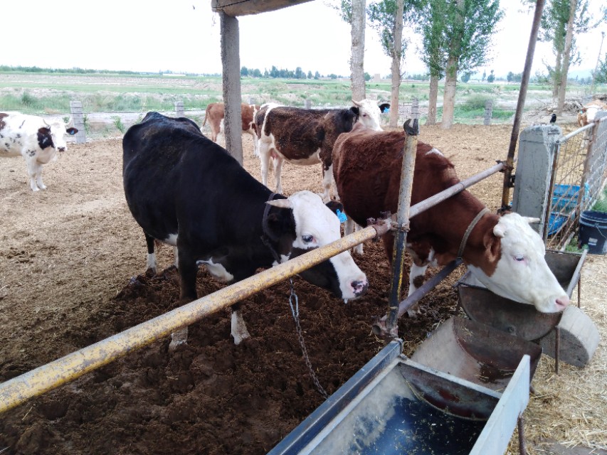 母牛胎衣不下应该怎么处理,母牛产后五天胎衣不下怎么办