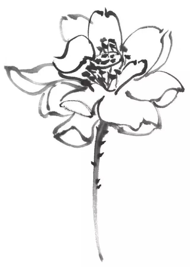 白描荷花的画法图片,如何画荷花白描大片