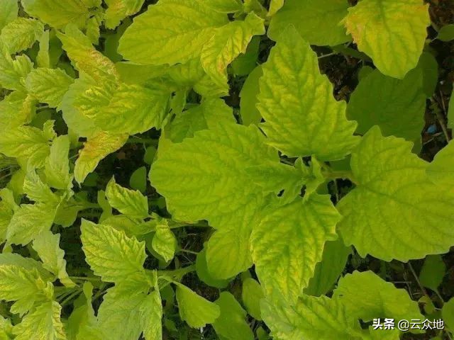 缺黑芝麻会有什么现象,芝麻缺硼的症状