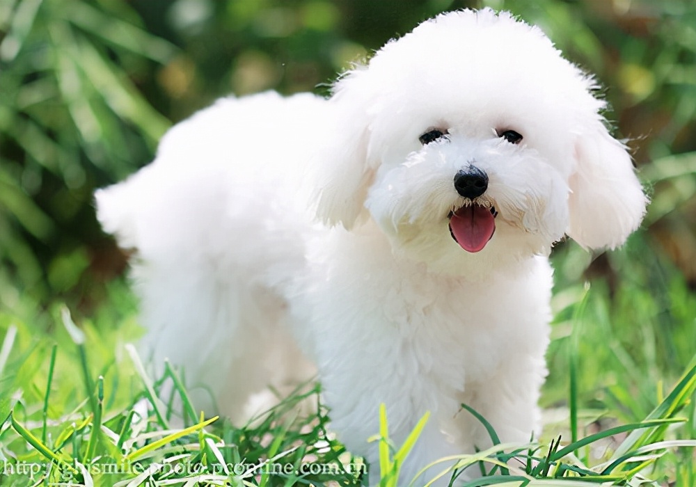 狗狗买什么品种最合适,怎么给狗狗选择宠物狗品种