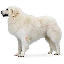 全世界100种名贵狗,世界上46多种名狗图文说明