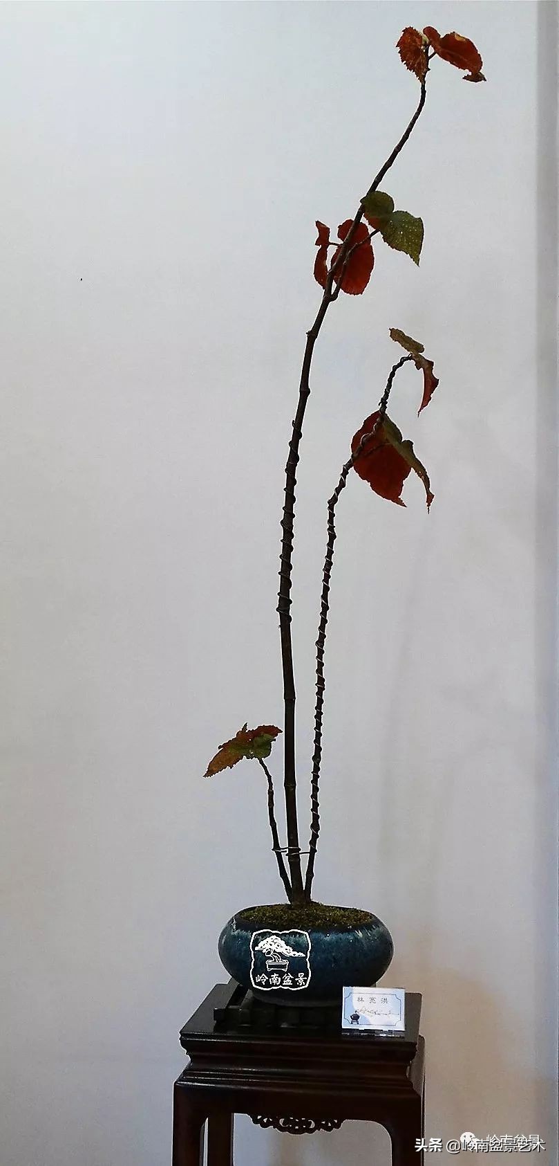 杂木盆景也毫不逊色,杂木盆景值钱吗