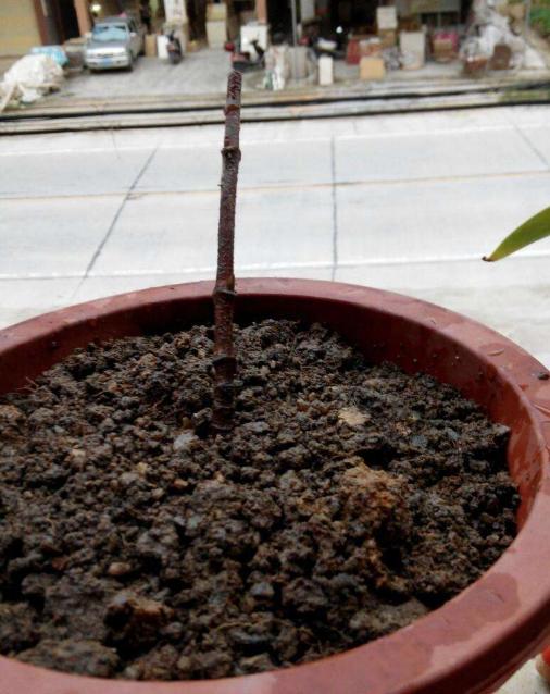 老师，网上买树苗寄来根木棍，请问能结果子吗