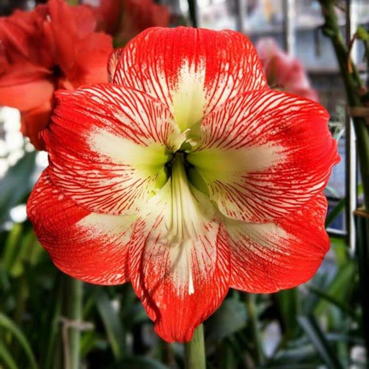 花卉有小虫子用什么方法驱虫,花卉虫子怎么消灭