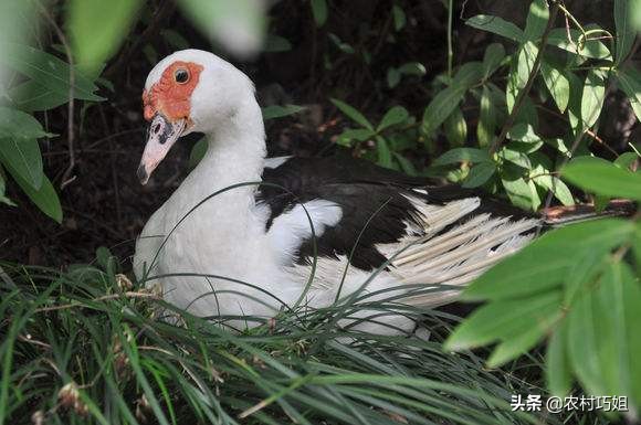 鸭子白天下蛋是怎么回事,鸭子不会孵蛋怎么回事