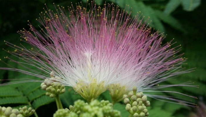 *欢合**花：花美叶美、有色有香的*欢合**花，管理与栽培