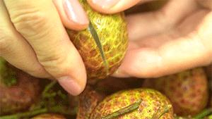 中国荔枝哪里好吃,哪个地方的荔枝最好吃最出名