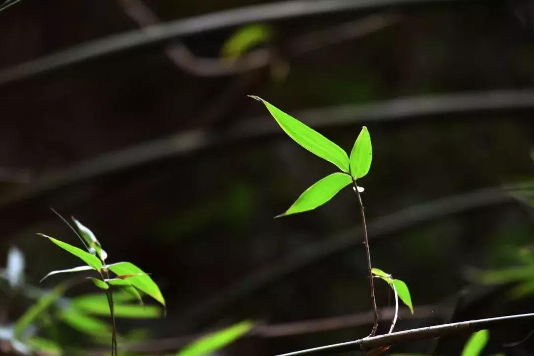 非常凉快的避暑胜地,除了空调还有什么可以吹冷风