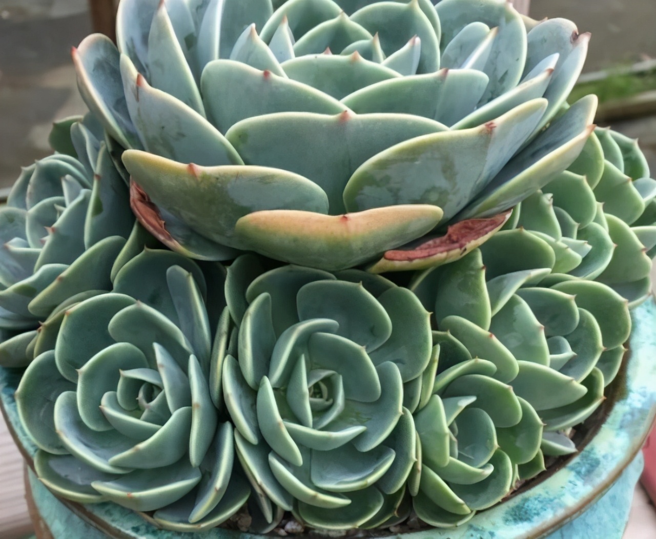 甘拜下风！花匠老妈屋顶种花，栽下几瓶宝石花，一年疯长半米高