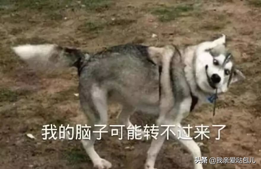 被全网通缉的狗,全网通缉的狗是谁