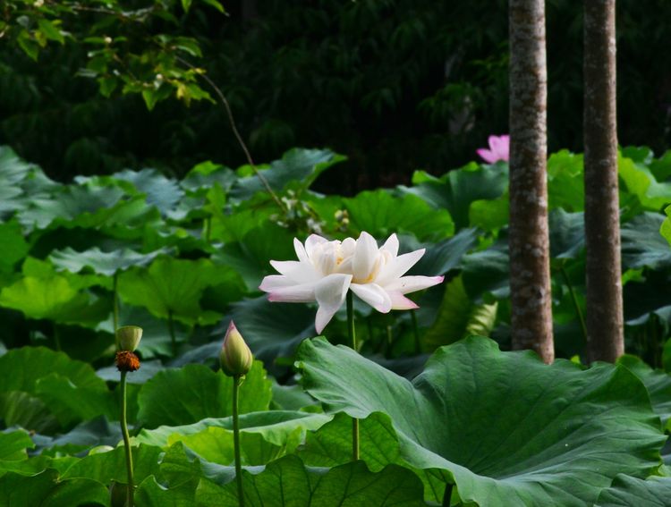 涔愯嚦鑽疯姳鎽勫奖浣滃搧娆ｈ祻,涔愯嚦鍗拌薄鎽勫奖