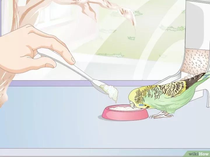 如何喂养虎皮鹦鹉,虎皮鹦鹉人工喂养