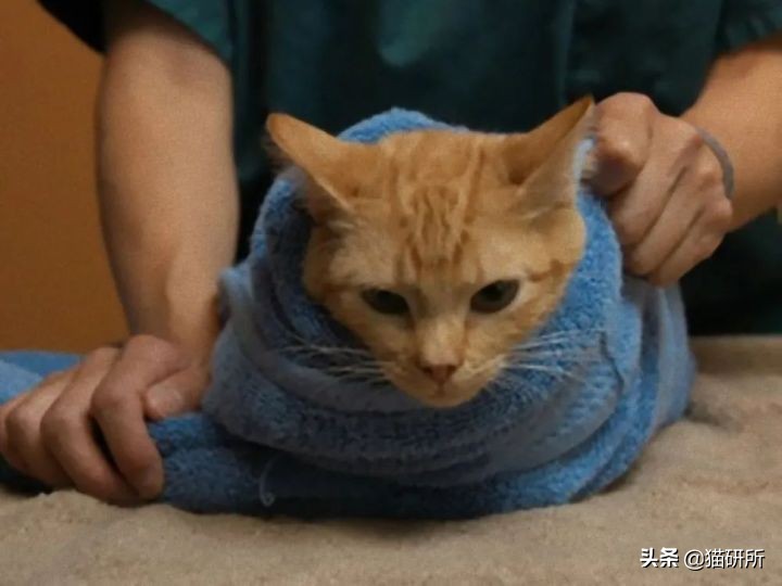 一学就会的喂药秘笈！轻松解决猫咪的吃药难题