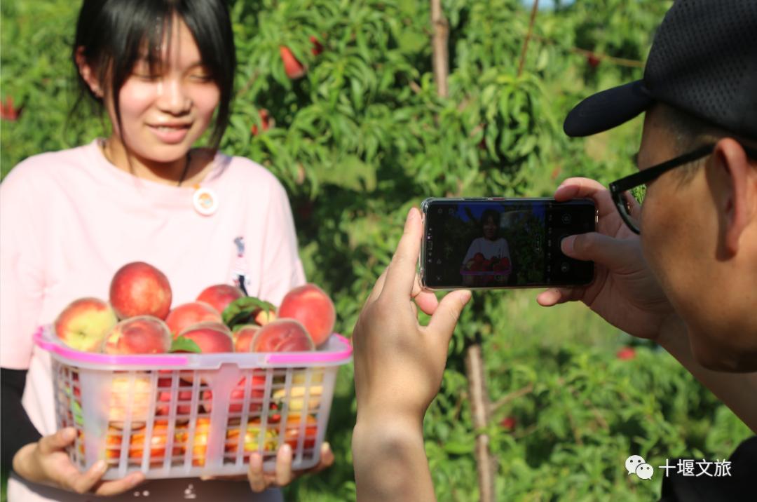 十堰新鲜采摘桃,十堰西沟桃子