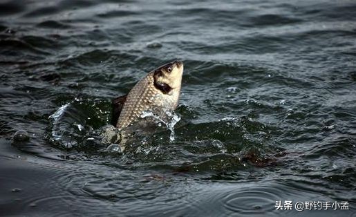 如何正确的打窝,如何正确打窝