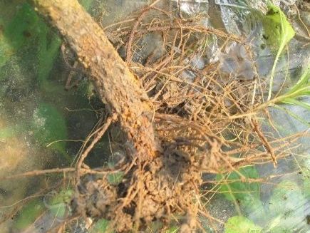 三七根腐病的发病原因,三七根腐病症状有哪些