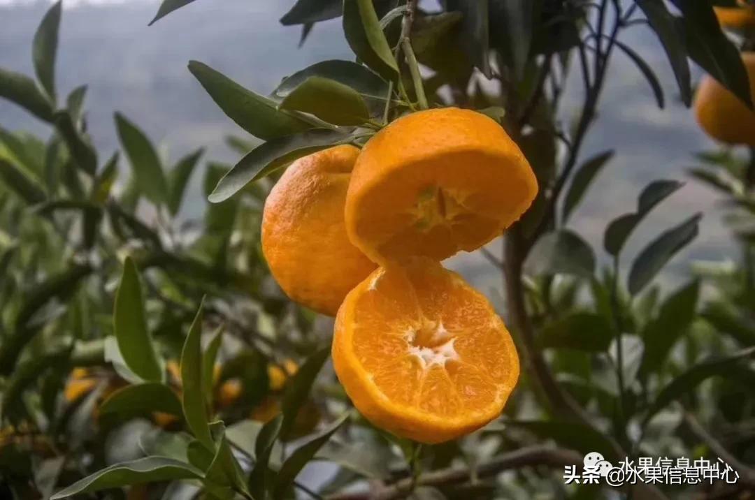 我国柑橘产区分布,柑橘产地行情