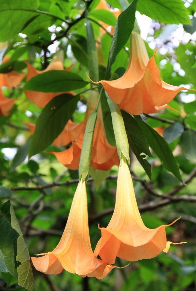100种常见观叶植物图鉴史上最全,农村常见的100种植物