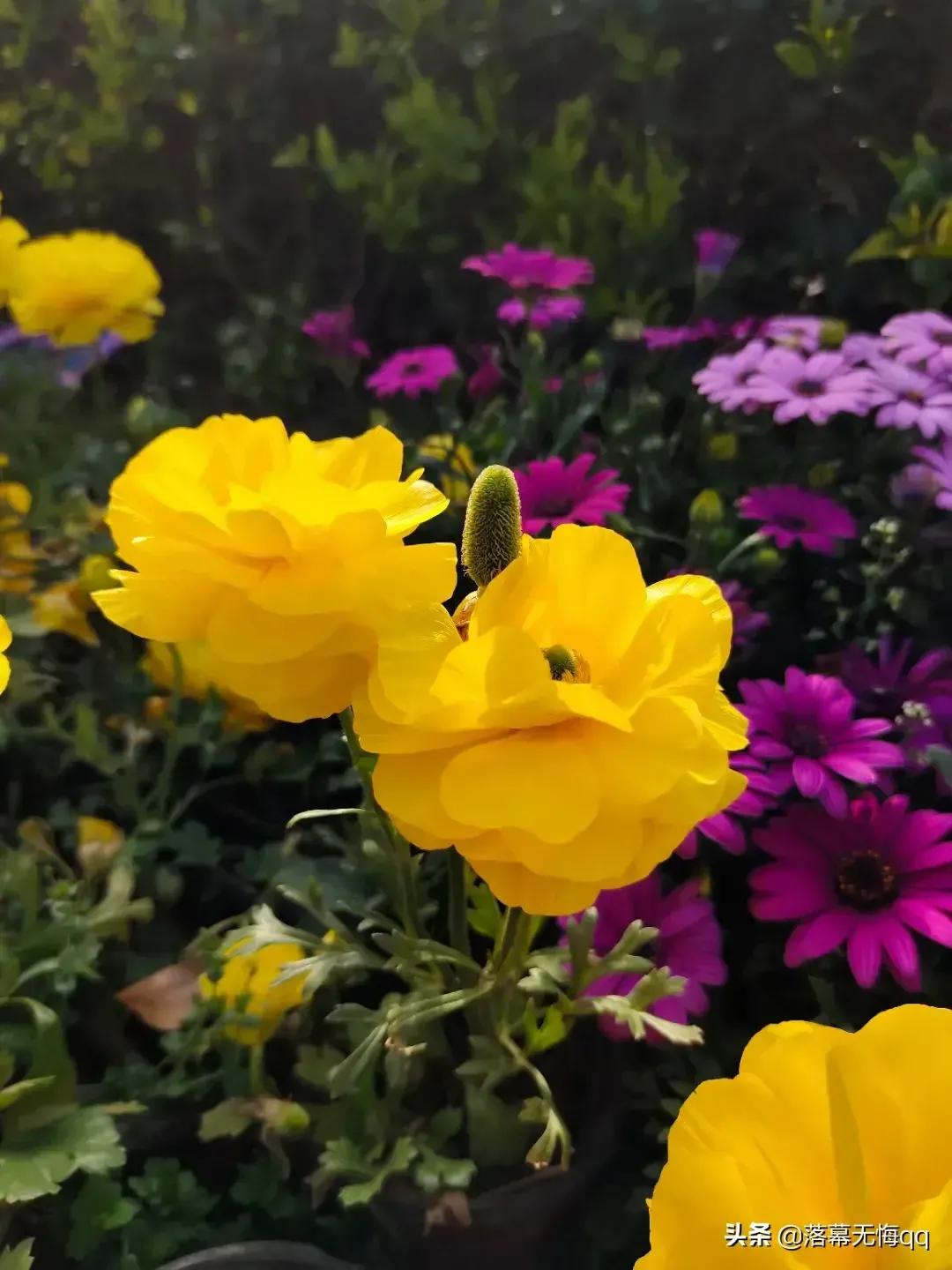 散文随笔植物,散文花