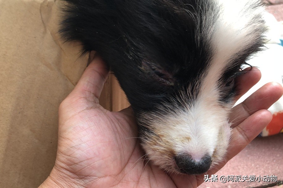 卡布：来自一只三个月大的边境牧羊犬，一封遗留在人间的草稿