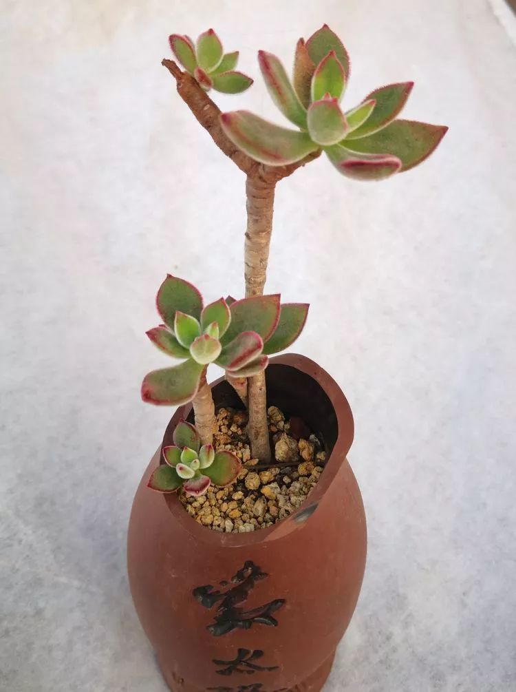 一花一世界多肉园艺,一花一世界一叶一菩提多肉植物