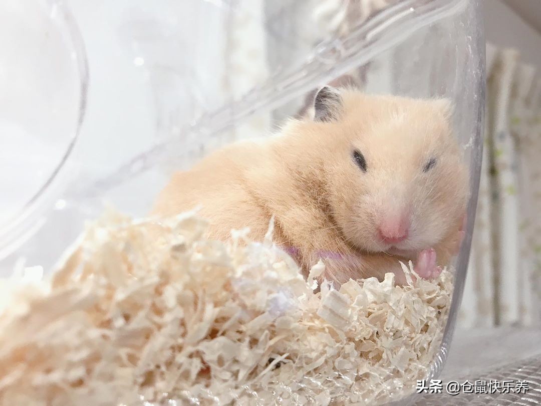 仓鼠嗜睡平躺着睡,仓鼠嗜睡吃得少拉尿少